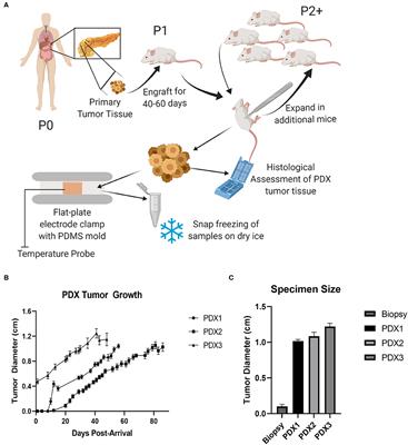 Patient Derived Xenografts Expand Human Primary Pancreatic Tumor Tissue Availability for ex vivo Irreversible Electroporation Testing